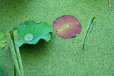 不如原版！《植物大战僵尸：重植版》被曝大量问题
